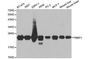 Western blot analysis of extracts of various cell lines, using PEBP1 antibody. (PEBP1 anticorps  (AA 1-187))