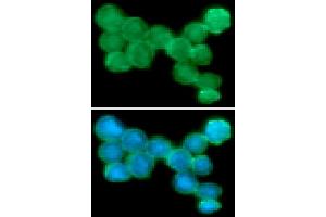 ICC/IF analysis of NKp44 in Jurkat cells line, stained with DAPI (Blue) for nucleus staining and monoclonal anti-human NKp44 antibody (1:100) with goat anti-mouse IgG-Alexa fluor 488 conjugate (Green).