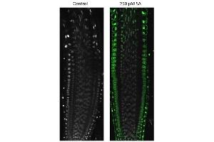 Immunofluorescence (IF) image for anti-Transmembrane Protein 37 (TMEM37) (N-Term) antibody (ABIN1720796)