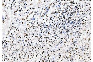 IHC analysis of PC4/SUB1 using anti-PC4/SUB1 antibody (ABIN7602186).