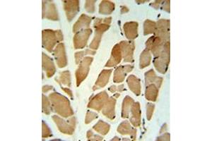 Immunohistochemistry analysis in formalin fixed and paraffin embedded skeletal muscle reacted with GLG1 Antibody (C-term) followed which was peroxidase conjugated to the secondary antibody and followed by DAB staining. (GLG1 anticorps  (C-Term))