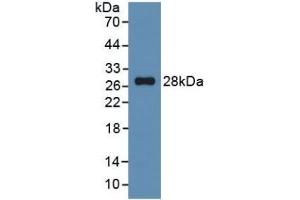 WB of Protein Standard: different control antibodies against Highly purified E.