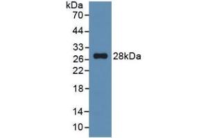 Western Blotting (WB) image for C-Reactive Protein (CRP) ELISA Kit (ABIN6574108)