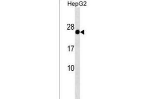 GAGE12F/GAGE12G/GAGE12I Antibody (N-term) (ABIN1538896 and ABIN2850520) western blot analysis in HepG2 cell line lysates (35 μg/lane). (G Antigen 12G anticorps  (N-Term))