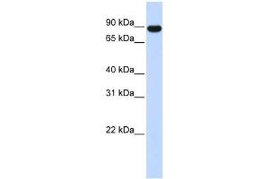 AKAP8 antibody used at 0.