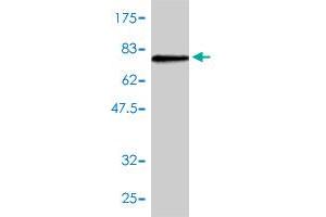 Western Blot detection against Immunogen (72.