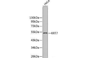 Western blot analysis of extracts of HeLa cells using KRT7 Polyclonal Antibody. (Cytokeratin 7 anticorps)