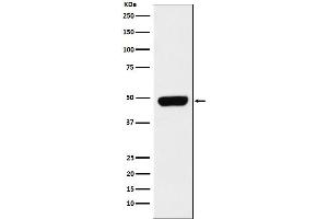 Western blot analysis of Pannexin 1 expression in Caco-2 cell lysate.