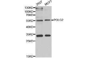 Western blot analysis of extracts of various cell lines, using POLG2 antibody. (POLG2 anticorps)