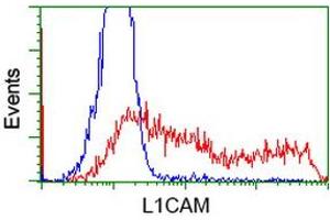 HEK293T cells transfected with either RC211601 overexpress plasmid (Red) or empty vector control plasmid (Blue) were immunostained by anti-L1CAM antibody (ABIN2453222), and then analyzed by flow cytometry. (L1CAM anticorps)