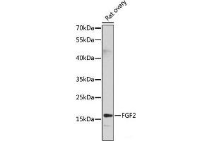 Western blot analysis of extracts of Rat ovary using FGF2 Polyclonal Antibody at dilution of 1:1000.