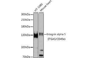 Western blot analysis of extracts of various cell lines, using Integrin alpha 5 (ITG/CD49e) antibody (ABIN6131552, ABIN6142564, ABIN6142565 and ABIN6221799) at 1:1000 dilution. (ITGA5 anticorps  (AA 750-1000))