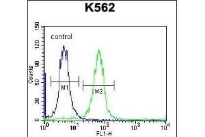 SP6 Antibody (Center) (ABIN656940 and ABIN2846130) flow cytometric analysis of K562 cells (right histogram) compared to a negative control cell (left histogram). (SP6 anticorps  (AA 196-225))