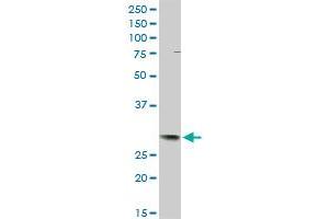 TFPI2 MaxPab rabbit polyclonal antibody.