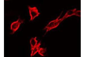 ABIN6267336 staining 293 by IF/ICC.