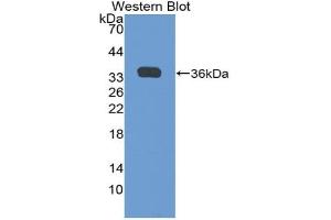 Western blot analysis of the recombinant protein. (GDF10 anticorps  (AA 1-288))
