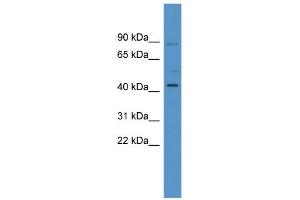 WB Suggested Anti-ZNF540 Antibody Titration: 0. (ZNF540 anticorps  (N-Term))