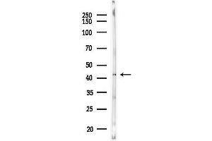 Western blot analysis of lysates from Rat brain, using ATP6V1C2 Antibody at 1/1000 dilution.