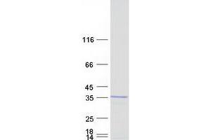 Validation with Western Blot