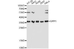 Western blot analysis of extracts of various cell lines, using UPP1 Antibody. (UPP1 anticorps)