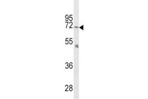 Western blot analysis of PCSK2 antibody and mouse cerebellum tissue lysate