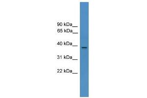 WB Suggested Anti-AMBP Antibody Titration: 0. (AMBP anticorps  (N-Term))