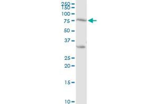 PKC eta antibody  (AA 1-683)