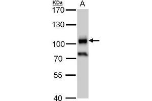 WB Image CD19 antibody detects CD19 protein by western blot analysis. (CD19 anticorps)