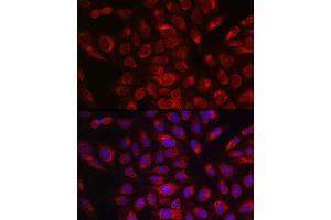 Immunofluorescence analysis of U2OS cells using P4HB Rabbit pAb (ABIN6134876 and ABIN6145140) at dilution of 1:150 (40x lens). (P4HB anticorps)