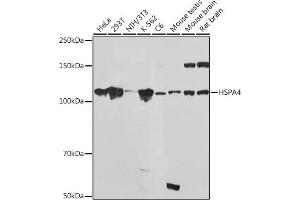 Western blot analysis of extracts of various cell lines, using HSP Rabbit mAb (ABIN7267580) at 1:1000 dilution. (HSPA4 anticorps)