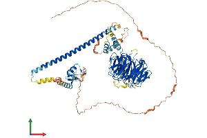 AlphaFold protein structure predicition of Human Recombinant COP1 Protein, UniprotID Q8NHY2