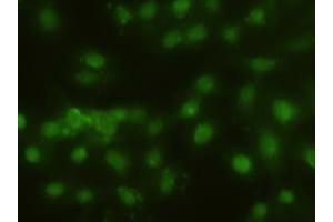 Immunofluorescent staining of HeLa cells using anti-HHex mouse monoclonal antibody (ABIN2452382). (HHEX anticorps  (AA 100-270))