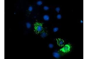 Anti-ENDOG mouse monoclonal antibody (ABIN2455482) immunofluorescent staining of COS7 cells transiently transfected by pCMV6-ENTRY ENDOG (RC205089). (Endonuclease G anticorps)