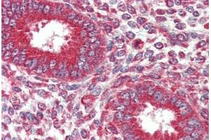 Human Uterus (formalin-fixed, paraffin-embedded) stained with KIF5B antibody ABIN337215 at 2. (KIF5B anticorps  (AA 951-963))
