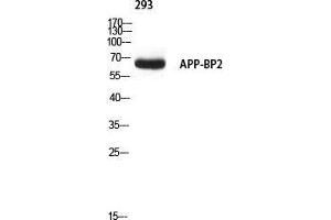 Western Blot (WB) analysis of 293 using APP-BP2 antibody. (APPBP2 anticorps)