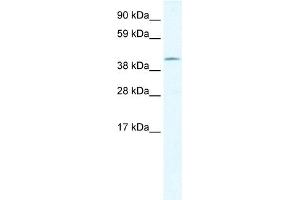 WB Suggested Anti-GIOT-1 Antibody Titration:  1.