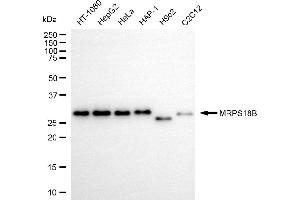 anti-Mitochondrial Ribosomal Protein S18B (MRPS18B) antibody