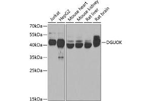 Western blot analysis of extracts of various cell lines, using DGUOK antibody  at 1:1000 dilution. (Deoxyguanosine Kinase anticorps  (AA 40-277))