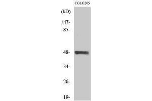 Western Blotting (WB) image for anti-serine/threonine Kinase 24 (STK24) (C-Term) antibody (ABIN3185699) (STK24 anticorps  (C-Term))