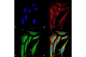 Immunocytochemistry/Immunofluorescence analysis using Mouse Anti-MMP9 Monoclonal Antibody, Clone S51-82 .