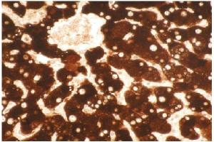Immunohistochemical staining of formalin-fixed, paraffin- embedded normal human liver  tissue section. (CYP1A2 anticorps)