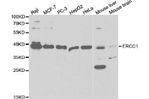 Western blot analysis of extracts of various cell lines, using ERCC1 antibody (ABIN5973037) at 1/1000 dilution. (ERCC1 anticorps)