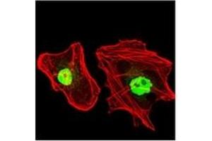 Immunofluorescence (IF) image for anti-Replication Protein A1, 70kDa (RPA1) antibody (ABIN1108896)