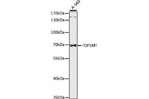 Western blot analysis of extracts of A-549 cells, using TOP1MT antibody (ABIN7270851) at 1:1000 dilution.