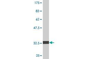 Western Blot detection against Immunogen (33.