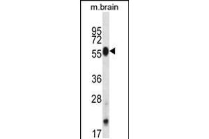 Western blot analysis in mouse brain tissue lysates (35ug/lane). (CLK4 anticorps  (N-Term))