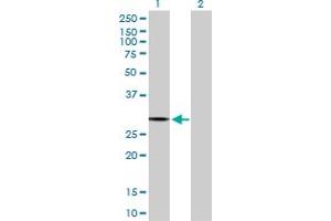 Western Blot analysis of PACRG expression in transfected 293T cell line by PACRG MaxPab polyclonal antibody. (PACRG anticorps  (AA 1-257))