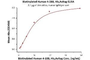 Immobilized Human 4-1BB Ligand (71-254), His,Flag Tag (active trimer) (MALS verified) (ABIN6951005,ABIN6952261) at 1 μg/mL (100 μL/well) can bind Biotinylated Human 4-1BB, His,Avitag™(MALS verified) (ABIN6972936) with a linear range of 1-39 ng/mL (QC tested). (CD137 Protein (AA 24-186) (His tag,AVI tag,Biotin))