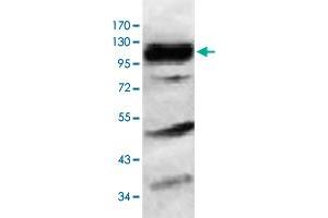 Western blot analysis of HeLa cell lysate with HERC6 polyclonal antibody  at 1 : 1000 dilution. (HERC6 anticorps  (AA 123-393))