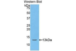 Western Blotting (WB) image for anti-Hepcidin Antimicrobial Peptide (HAMP) (AA 25-84) antibody (ABIN3205707) (Hepcidin anticorps  (AA 25-84))